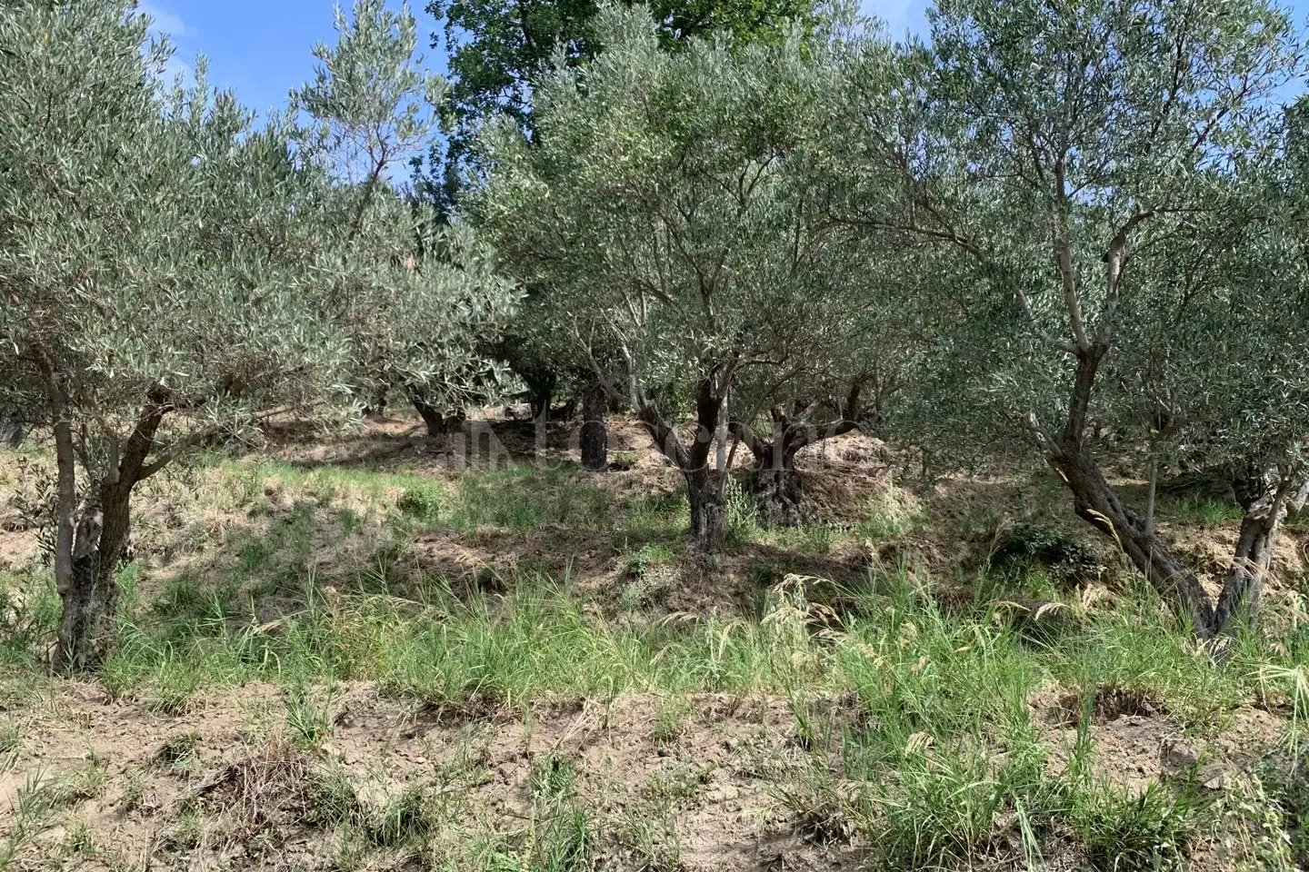 Agricolo in vendita di 4.000 mq a €18.000 (rif. 44/2026)