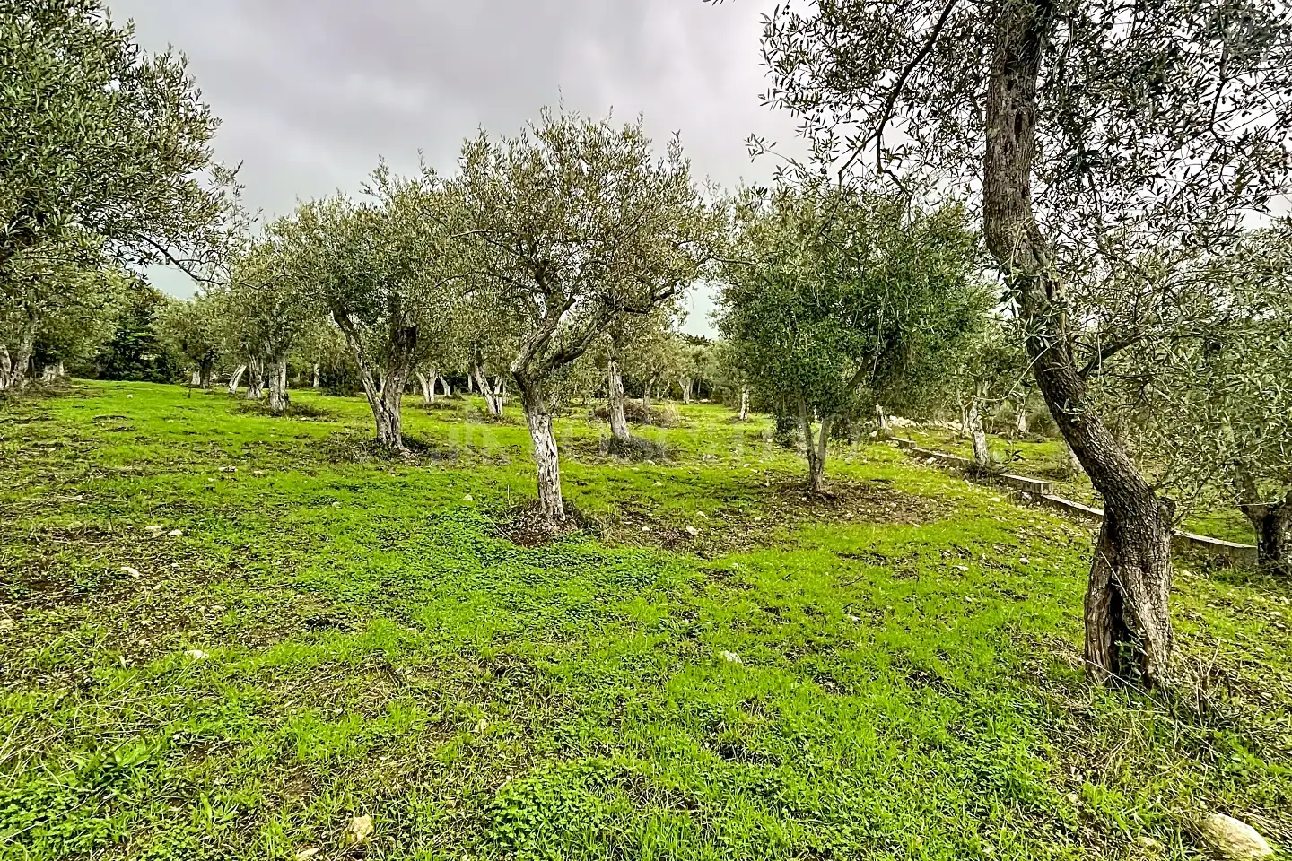 Agricolo in vendita di 4.000 mq a €42.000 (rif. 207/2025)