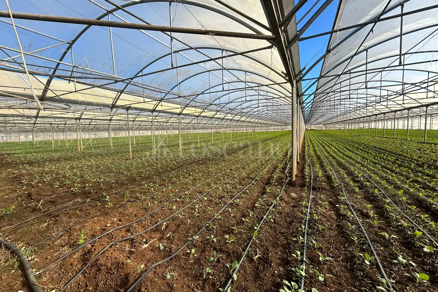 Agricolo in affitto di 50.000 mq a €80.000 (rif. 4/2026)