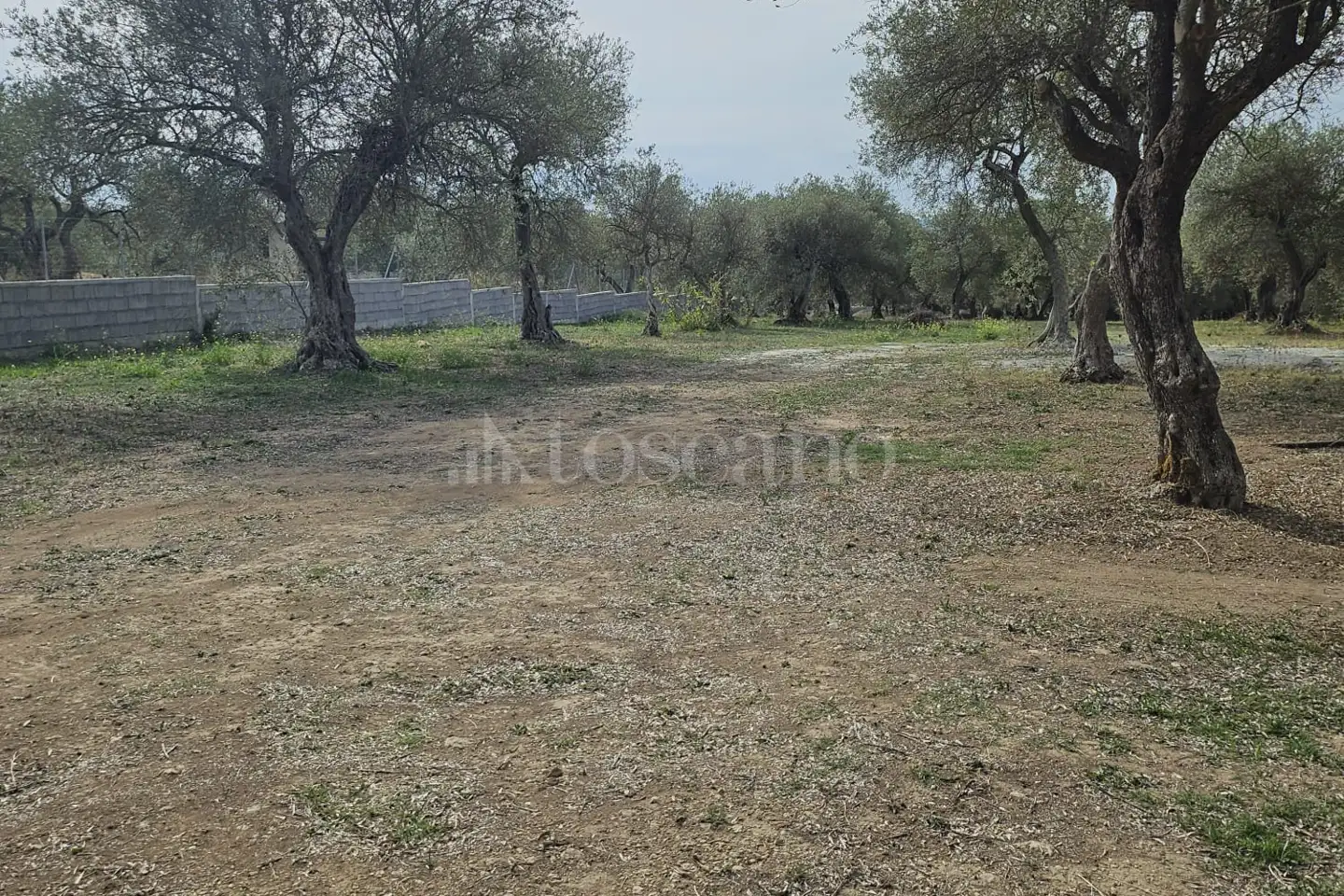 Edificabile Residenziali in vendita di 10.000 mq a €99.000 (rif. 176/2025)