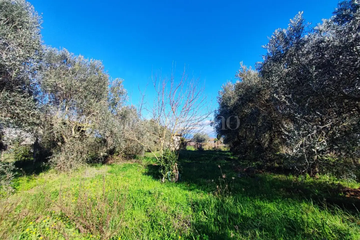 Agricolo in vendita di 1.200 mq a €49.000 (rif. 84/2025)
