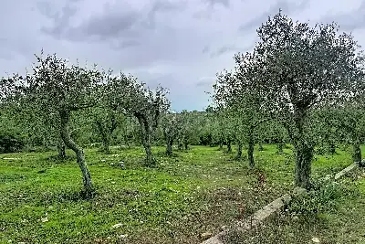Agricolo in vendita, Strada Vicinale Taniga Baldella, Sennori