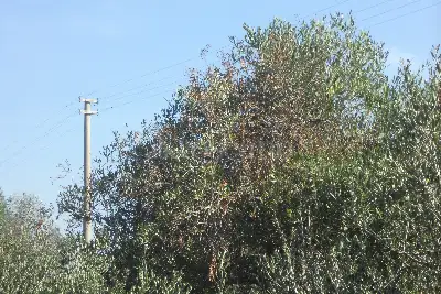 Edificabile Residenziali in vendita, Via Scalelle, Gallipoli