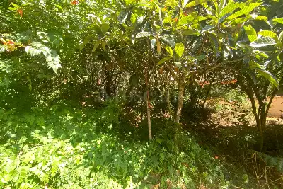 Agricolo in vendita, Via Verginia Tonelli, Roma