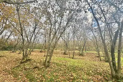 Agricolo in vendita, Via Belle Donne, Cesinali