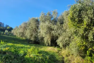 Agricolo in vendita, Via delle Fornaci, Monterotondo