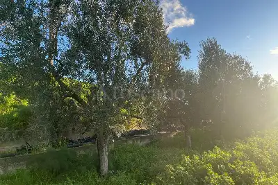 Agricolo in vendita, zona Macchione, Cerignola