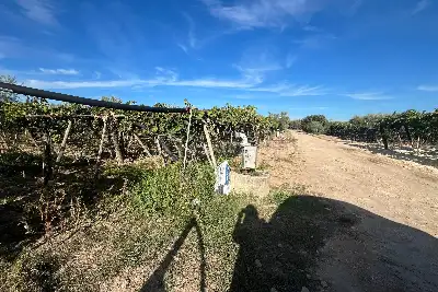 Agricolo in vendita, Strada Provinciale 62, Cerignola