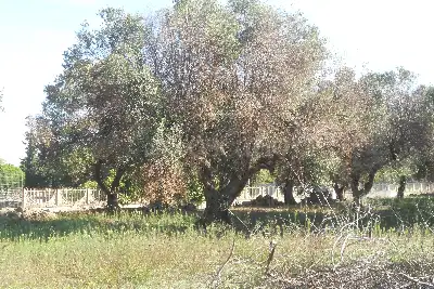 Edificabile Residenziali in vendita, Via Scalelle, Gallipoli