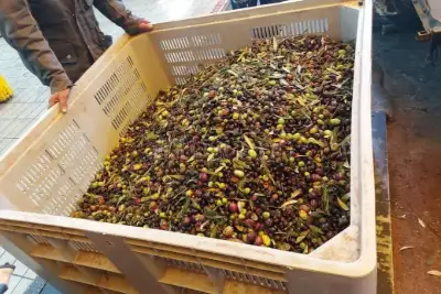 Agricolo in vendita, Motta San Giovanni, Motta San Giovanni