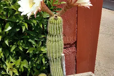 Villa Bifamiliare in vendita, Strada Statale 16, Cerignola