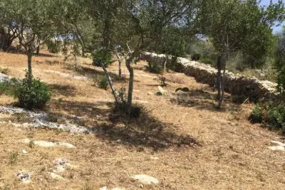 Agricolo in vendita, Strada Vicinale Logulentu Badde Tolta, Sassari