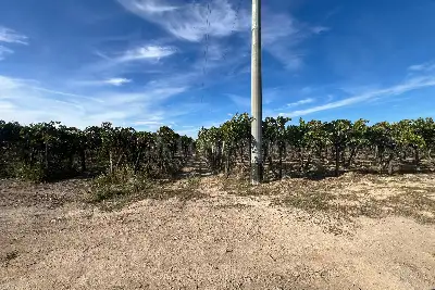 Agricolo in vendita, Strada Provinciale 62, Cerignola