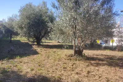 Agricolo in vendita, Vicolo della Patatona , Ciampino