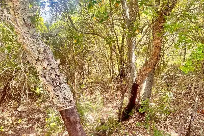 Agricolo in vendita, Telti via Monti Longu., Telti
