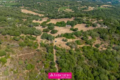Agricolo in vendita, Monti, Monti
