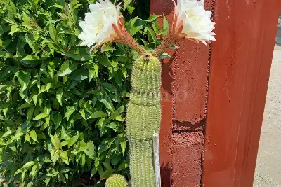 Villa Bifamiliare in vendita, Strada Statale 16, Cerignola