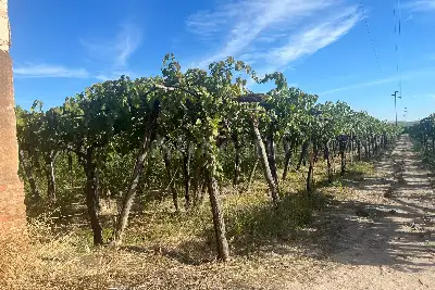 Agricolo in vendita, Strada Provinciale 62, Cerignola