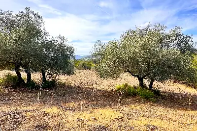 Agricolo in vendita, Trudda , Loiri Porto San Paolo