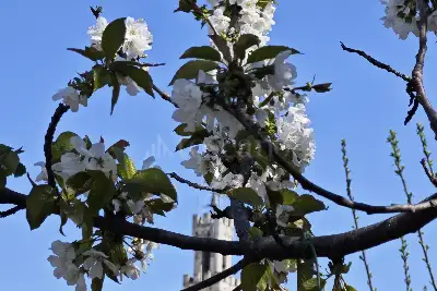Casa in vendita, Via Franciosa, Siena