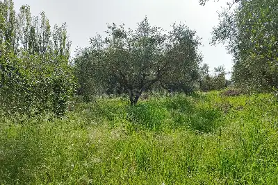 Agricolo in vendita, Terreno Zona Finocchio, Roma
