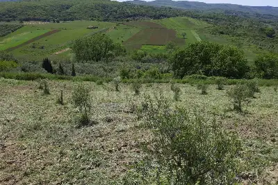 Agricolo in vendita, Località Caria Girifalco, Girifalco