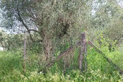 Agricolo in vendita, Terreno Zona Finocchio, Roma