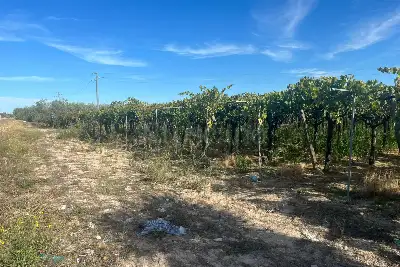 Agricolo in vendita, Strada Provinciale 62, Cerignola