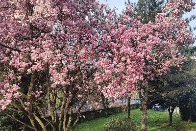 Casa in vendita, Via Molino Nuovo, Maslianico