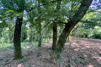 Agricolo in vendita, Via dei Boschi, Sutri