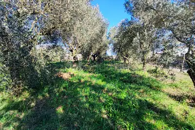 Agricolo in vendita, Via Tropea, Aprilia