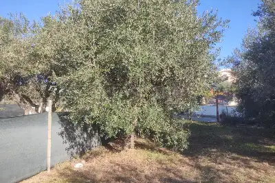 Agricolo in vendita, Vicolo della Patatona , Ciampino