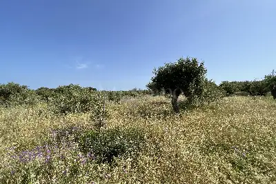 Agricolo in vendita, Piano Torre Spartà, Messina