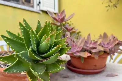 Casa Indipendente in vendita, SP24, Torpè