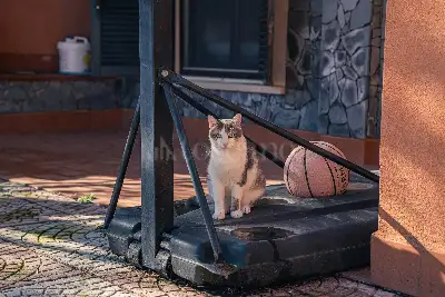 Villa in vendita, Via Lucio Piccolo, Zafferana Etnea