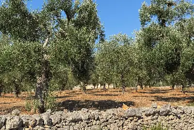 Villa in vendita, contrada Santa Caterina Grottone, Ostuni