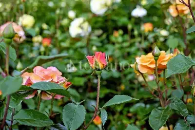 Attività Commerciale in vendita, Crespiatica via Dante Alighieri, Crespiatica