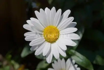 Attività Commerciale in vendita, Crespiatica via Dante Alighieri, Crespiatica