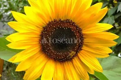 Attività Commerciale in vendita, Crespiatica via Dante Alighieri, Crespiatica