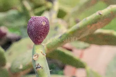 Villa in vendita, Via San Tommaso D'Aquino, Trecastagni