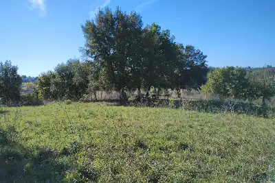 Agricolo in vendita, Via del casale d'Antoni, Roma