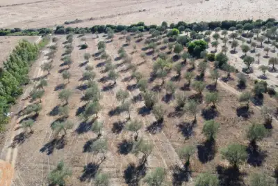 Agricolo in vendita, Sassari, Sassari