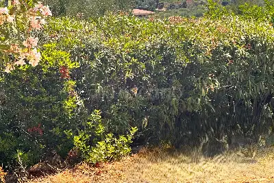 Villa in vendita, Milmeggiu, Portisco Olbia, Olbia