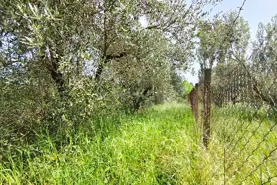 Agricolo in vendita, Terreno Zona Finocchio, Roma
