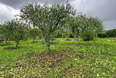 Agricolo in vendita, Strada Vicinale Taniga Baldella, Sennori