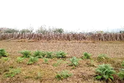 Agricolo in vendita, Via G. Donizetti, Martinsicuro