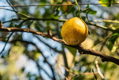 Villa in vendita, Via Catania, Tremestieri Etneo
