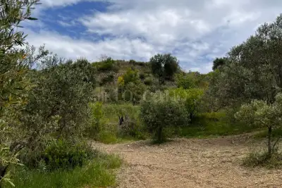 Agricolo in vendita, Motta San Giovanni, Motta San Giovanni