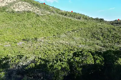 Agricolo in vendita, Berchidda, SP 138, Berchidda