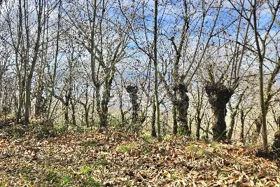 Agricolo in vendita, Contrada Tufarole, Contrada